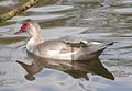 Muscovy Duck (female)