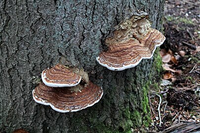 Onbekende paddenstoel in de Veluwe (eind december)