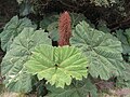 Gunnera insignis, conocida como "sombrilla de pobre", muy frecuente en el Poás.