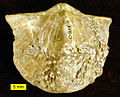 Deboniyanong spiriferid brachiopod mula sa Ohio na nagsilbing hostong substrato para sa isang kolonya ng mga hederelloid.