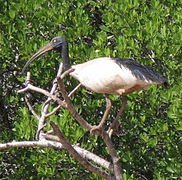 Madagaskarinis šventasis ibis (Threskiornis bernieri)