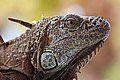 63 Iguana portrait acapulco 201905 1 uploaded by Cvmontuy, nominated by Cvmontuy