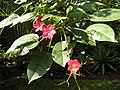 Jatropha integerrima