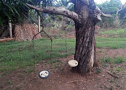 Balançoires artisanales au Cameroun.