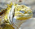 Iguane terrestre des Galapagos (Conolophus subcristatus).