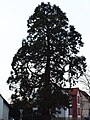 Als Naturdenkmal eingetragener Mammutbaum. Gefällt am 27. Oktober 2017.