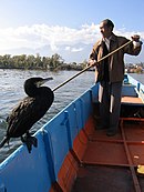 Pêcheur et son cormoran.