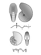 Decorso della linea di sutura in generi recenti di nautiloidi. In alto Nautilus (Oligocene-Attuale) e in basso Aturia (Paleocene-Miocene).[N 5]