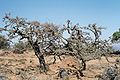 Image 13Frankincense trees in Dhofar in southern Oman (from Tourism in Oman)