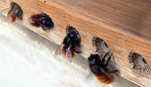 Abeille maçonne (ici Osmia cornuta).