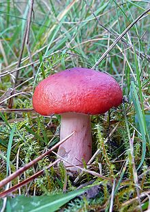 Raudonkotė ūmėdė (Russula rhodopoda)