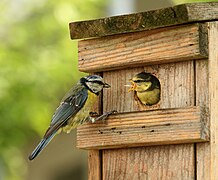 Oudervogel voert jong