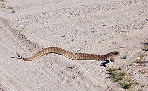 Rattlesnake on Pinto Wells Road (14045611310).jpg