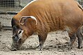 Red River Hog