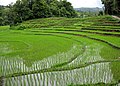 Đồng lúa, tỉnh Chiang Mai