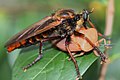 Asilidae (Diptera) ayant capturé une Tessarotoma papillosa (Tessaratomidae, Pentatomorpha)
