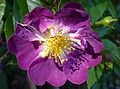 Rosa 'Veilchenblau'