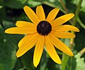 Rudbeckia fulgida var. sullivantii ‘Goldsteinii’