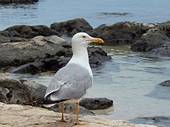 Seagull-croatia.jpg