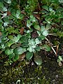 Sedum spathulifolium