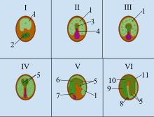 I.- Zigoto: Después de la doble fertilización, el endospermo y cigoto son visibles. II.- Preembrión: El cigoto se divide, creando un proembrión. Se forma el suspensor, que permitirá la transferencia de nutrientes del endospermo al embrión, permitiéndole a este crecer. III.- Globular: El proembrión ha transcurrido ya por varias mitosis, y el eje raíz-brote es visible. Las células embrionarias cerca del suspensor se diferenciarán en raíz, mientras que las células del lado contrario darán lugar al brote. IV.- Corazón: las divisiones celulares en el embrión dan lugar a una forma acorazonada, revelando los cotiledones. V.- Torpedo: la raíz adopta forma de torpedo y aparecen los meristemos apicales de raíz y brote. Los cotiledones son claramente visibles y comienzan a doblarse. VI.- Embrión maduro: se diferencían claramente el epicótilo, hipocótilo y radícula. Los cotiledones son extremadamente visibles.