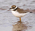 A shorebird