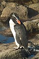 Tučňák snarský