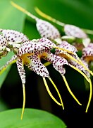 Masdevallia superbiens