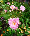 Die pinkroos (Rosa Polyantha) is die Maledive se nasionale blom