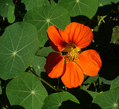 Suur mungalill Tropaeolum majus