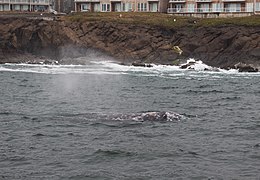 Whale eye (8008157701).jpg