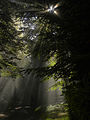 Sonne und Nebel am Züricher Üetliberg