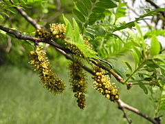 Inflorescence.