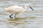 Thumbnail for File:Aigrette garzette - thyna 2.jpg