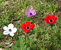 Anemone coronaria