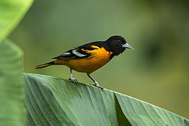 Cacique veranero (Icterus galbula), común de comienzos de setiembre a comienzos de mayo. Fotografiado en Cinchona.