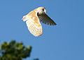 T. a. alba, West Acre, Norfolk, UK