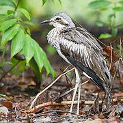 Burhinus grallarius - Daintree Villiage