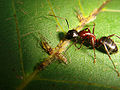 Camponotus ligniperdus and Chromaphis juglandicola, a symbiosis on a walnut leaf