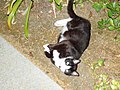 Cat at night with light reflecting of the back of its "glowing" eye