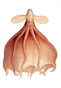 Cirrothauma murrayi, un Cirroteuthidae