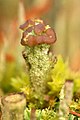 Cladonia coccifera