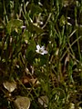 Claytonia perfoliata