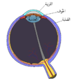 العربية