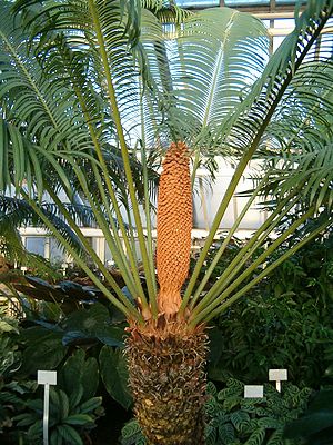 Cycas rumphii