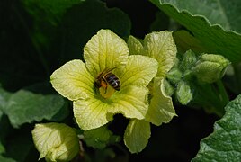 Fleur mâle visitée par une abeille.