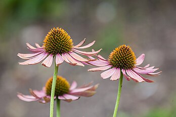 Echinacea purpurea no jardim botânico de Munique, Alemanha. (definição 4 880 × 3 253)