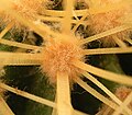 Echinocactus grusonii areolesine yakından çekimi