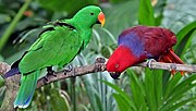 Thumbnail for Moluccan eclectus