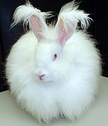 Race angora français (albinos)